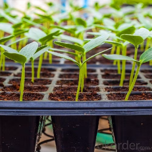 Vassoi per semi di plastica nera ampiamente usati per piantine di riso da 128 celle Vassoi per vivai per piante per agricoltura/serra/fattoria/giardino